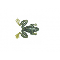ISCA ART ARROW FROG - MARINE SPORTS