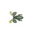 ISCA ART ARROW FROG - MARINE SPORTS